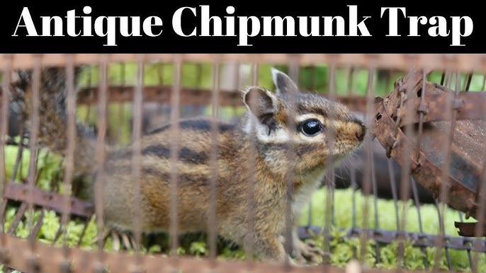 Chipmunk Trap Fail - Slow Trap Can't Catch a Fast Chipmunk In The