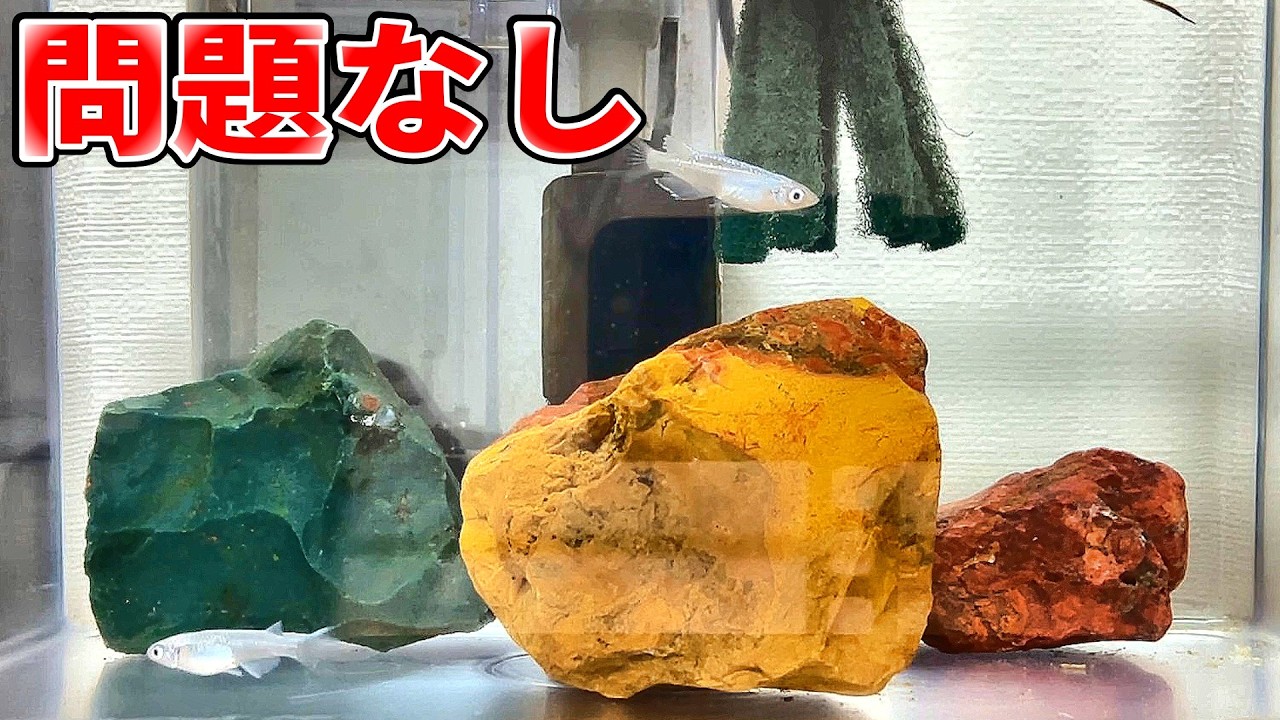 石と産卵床を入れたメダカ水槽、実は心配していました【自然の手触り】