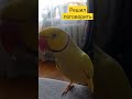 Ожереловый Попугай Валера#bird #animal #birds #parrot #talking