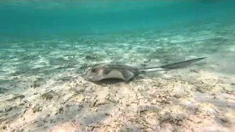 Stingray Lagoon Dusit Thani Maldives III 19.10.2024