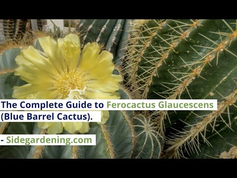 Video: Growing Blue Cacti – Come prendersi cura di un cactus che è blu