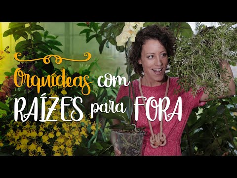 Vídeo: As raízes das orquídeas devem ser verdes ou brancas?