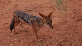 black backed jackal tribute