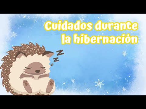 Video: ¿Por qué hibernan los erizos?