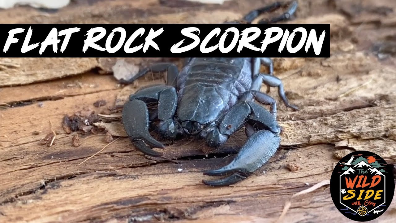 Flat Rock Scorpion Facts! - YouTube
