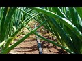 How to take care of onions as they develop to minimize losses for profits