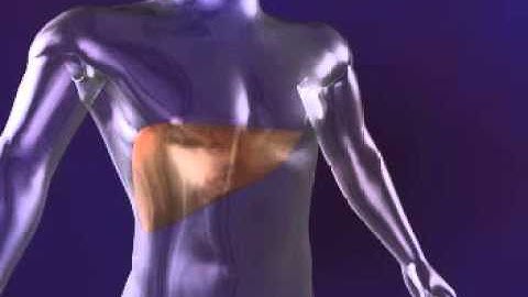 Video Rita- StarBurst XL Procedure Animation