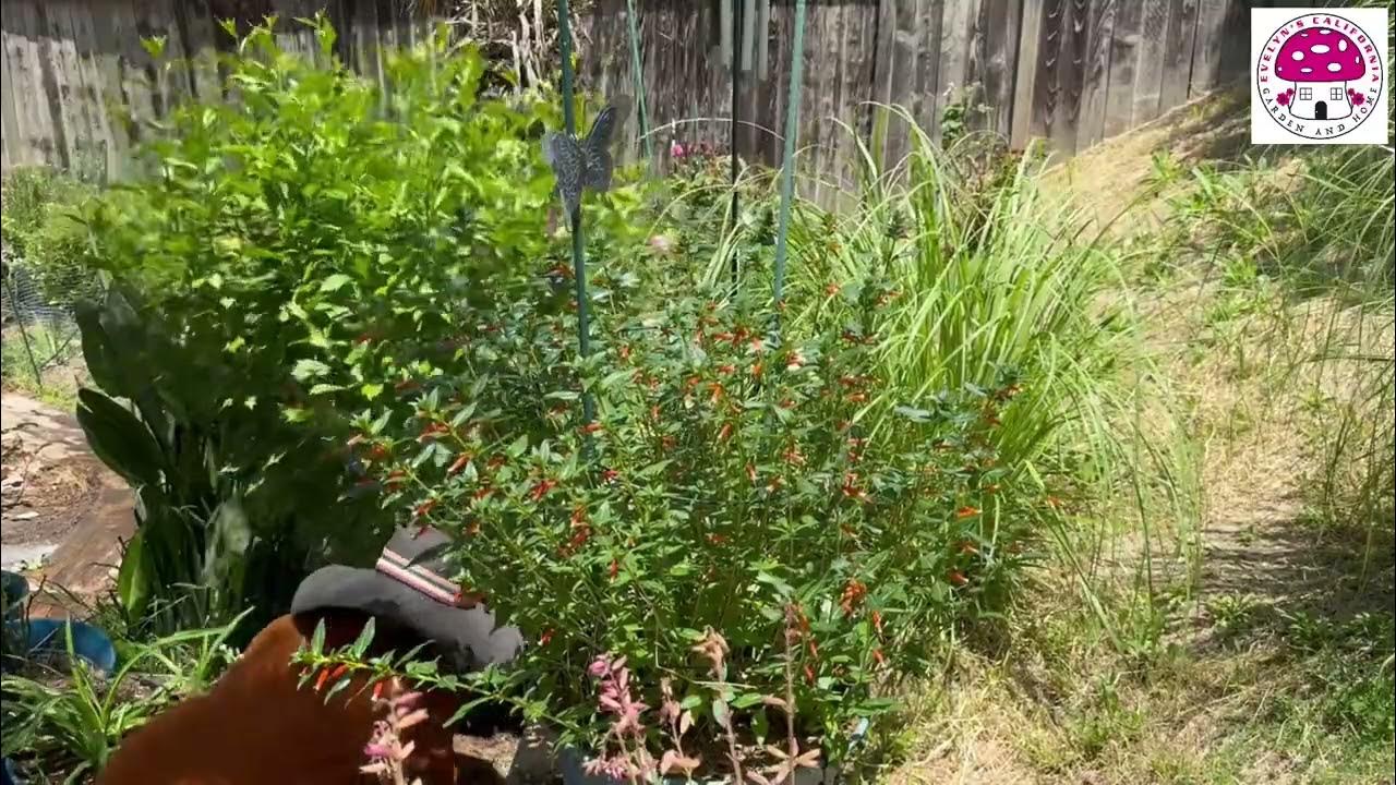 Moving Flower Pots at the BackyardEvelyn’s California Garden and Home YouTube