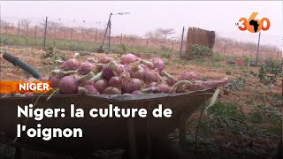 Niger: la culture de l'oignon, un débouché qui attire de plus en plus de petits exploitants