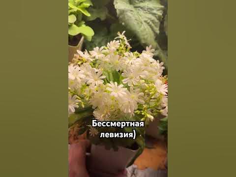 Левизия Elise (Элис) #растения #цветы #левизия - YouTube