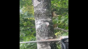 Just a #arborist doing some #arboriculture sending off a White Birch top with the #stihl ms201.