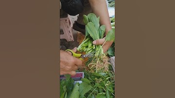 The process of scissors cutting vegetable roots is shared