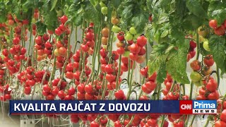 Dovozy cenově drtí česká rajčata. Zelenina z ciziny má ale svá rizika, varují odborníci