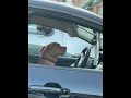 My dog pulled up on me at walgreens smh😂🤦🏾‍♂️ #minneapolis #pets #srt #cars #motorcycle