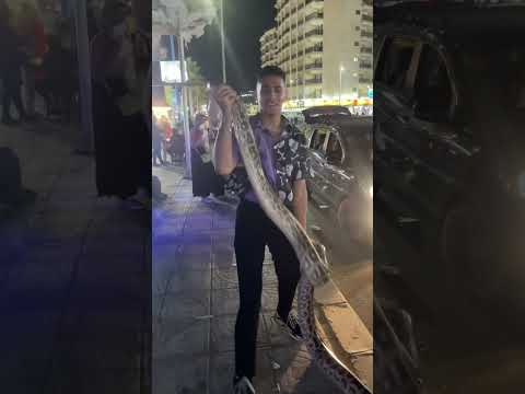 طلعت ثعبان ضخم من عربيتي في الشارع رد فعل الناس أنصدمو