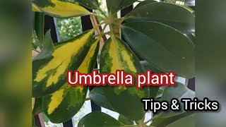 Umbrella Plant | Schefflera Plant care - tips & tricks