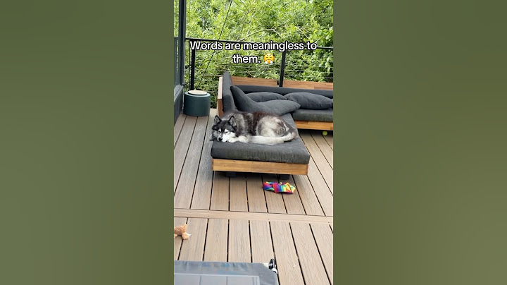 Don’t just talk about it. Be about it. 🐺🗣️🥱 #siberianderpskies #husky #siberianhusky #dogdad