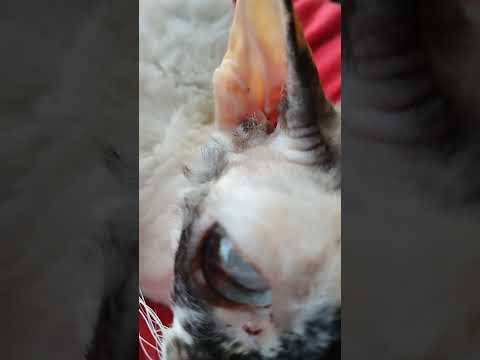 Cornish Rex cats have no room for brains