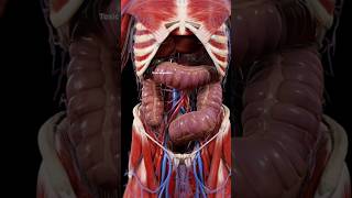 advance complexity of human anatomy #lvgl #audio #trending Medico's Professional