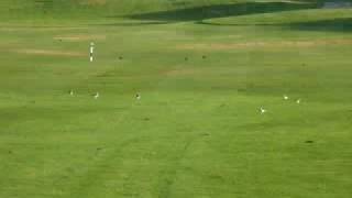 Flock Of Killdeer