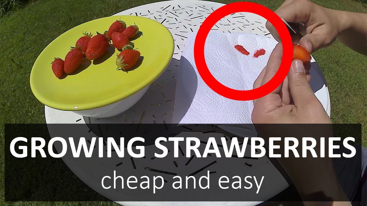 🍓 How to grow STRAWBERRIES from FRUITS, the CHEAP and EASY way - part 1 ...