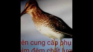 Tiếng chim rẽ giun.mỏ nhác.bẫy chim đêm hiệu quả nhất 2018.