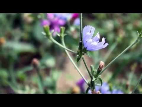 Video: O rastlinah Sanchezia: Naučite se, kako in kje gojiti sanchezijo