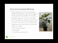 Ecke Ranch Poinsettia- 2010 Webinar Series-Session 2  Optimizing Branching On Poinsettias