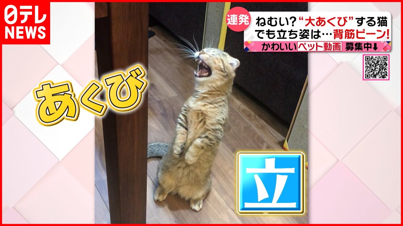 投稿動画 あくび連発 でも背筋は ぴーん な猫 Every 特集 Youtube