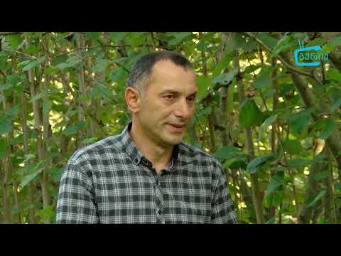 ცხემლისხიდელმა ფერმერმა თხილის კარგი მოსავალი მიიღო