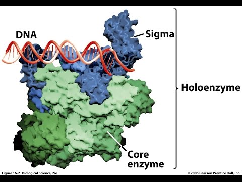 Video: DNA polymerase 3 có phải là Holoenzyme không?