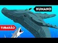 9 Animais Selvagens Que Salvaram Seres Humanos