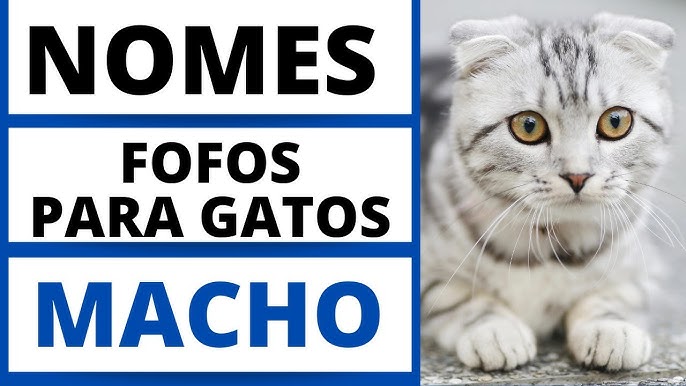 10 ideias de nomes para gatos preto e branco - NSC Total