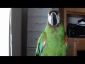 severe macaw saying mama