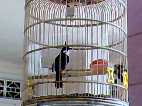 Video chim chào mào hót - youtube