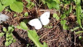 Two white butterflies, slow motion