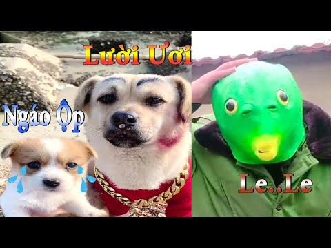 Thú Cưng TV | Dương KC Pets | Bông ham ăn Chíp Cute #38 | chó vui nhộn | funny cute smart dog pets