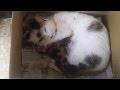 Newborn kittensteam suckling