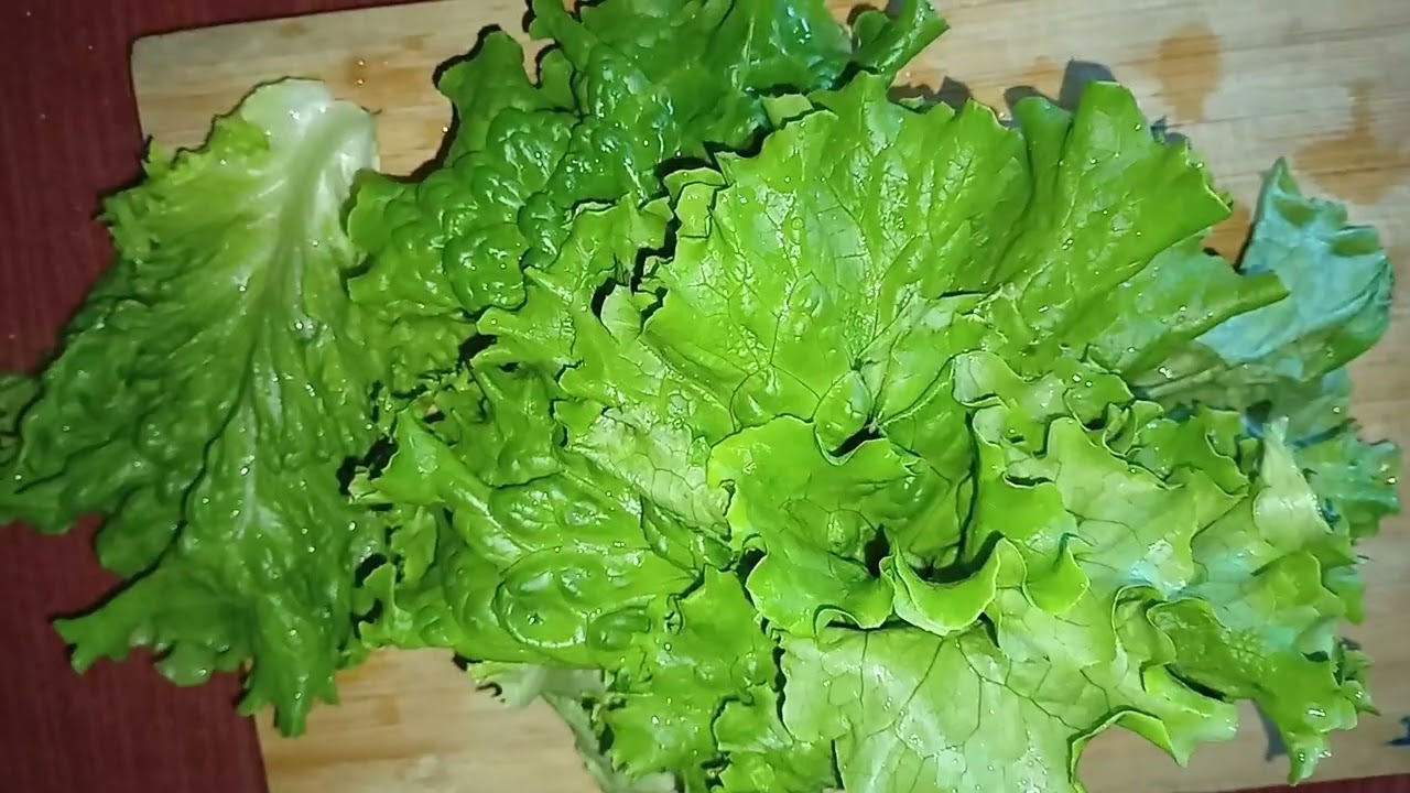 “Lactuca sativa | Lettuce Explained in 30 Seconds”