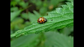 The term "bug" originated from an actual insect.