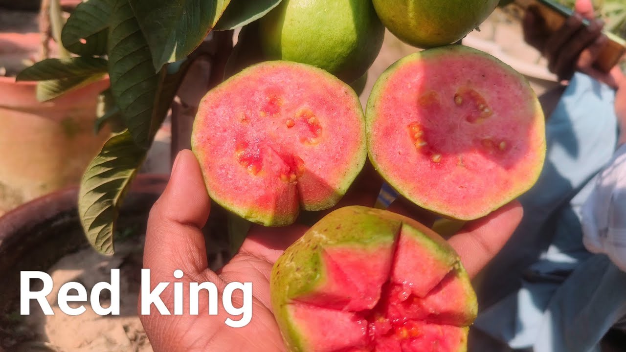Red king guava 🔥🔥 test review,tss review, brix review,best guava variety 
