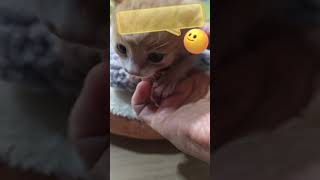 #감자잘잤어굿모닝이야#고양이#길냥이구조#길고양이#cat#길냥이#고양이일상#반려묘#고양이영상#고양이집사#고양이새끼#고양이훈련#고양이간식#고양이출산#새끼고양이#새끼#baby#애완동물