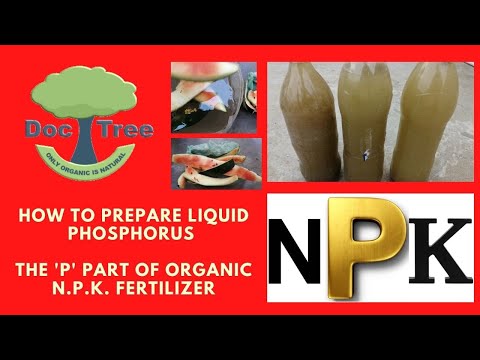 Phosphorus. In 2 minutes learn how to organically prepare ‘P’ part of NPK Fertilizer for plants.