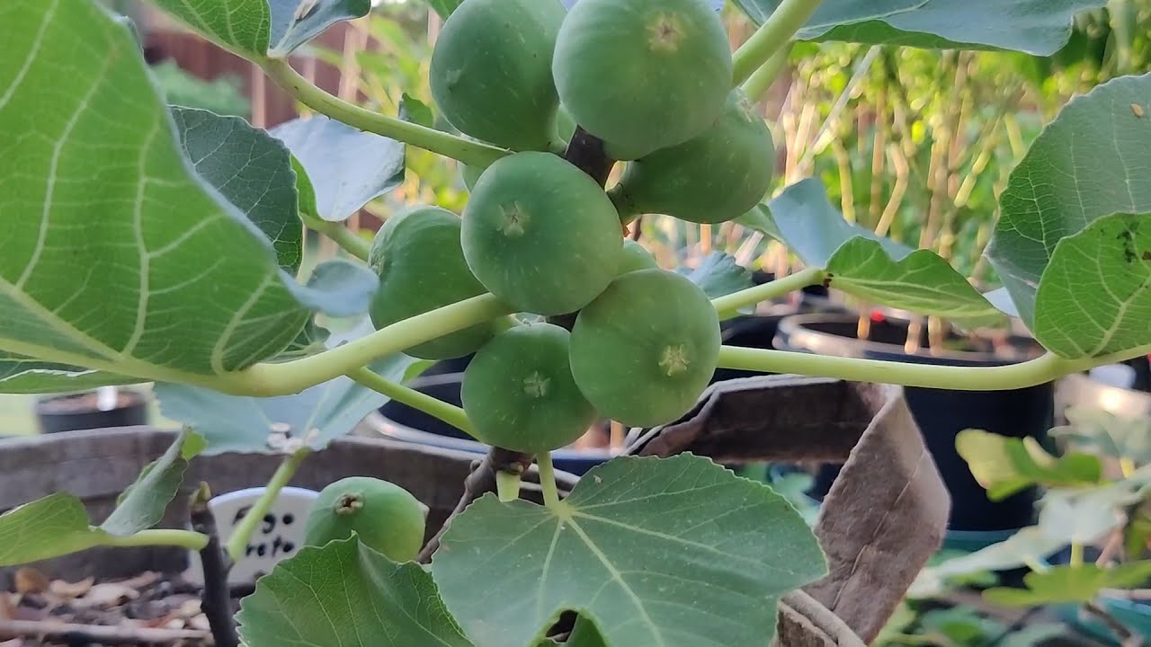 How's everything growing? Garden walk through in Oct. - YouTube