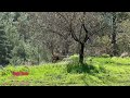 Plot for Sale – 467 sq.m. in Vavatsinia cyprus