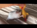 Rubber chicken vs winter white hamster