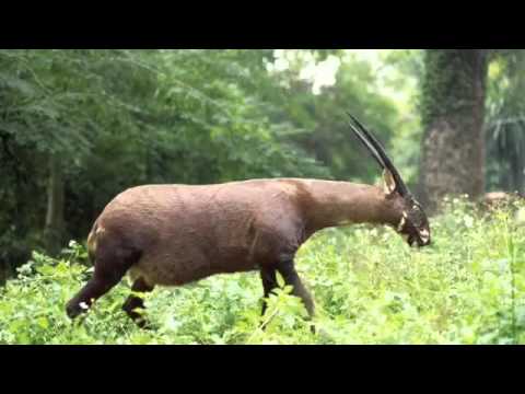 Saola Aka Asian Unicorn