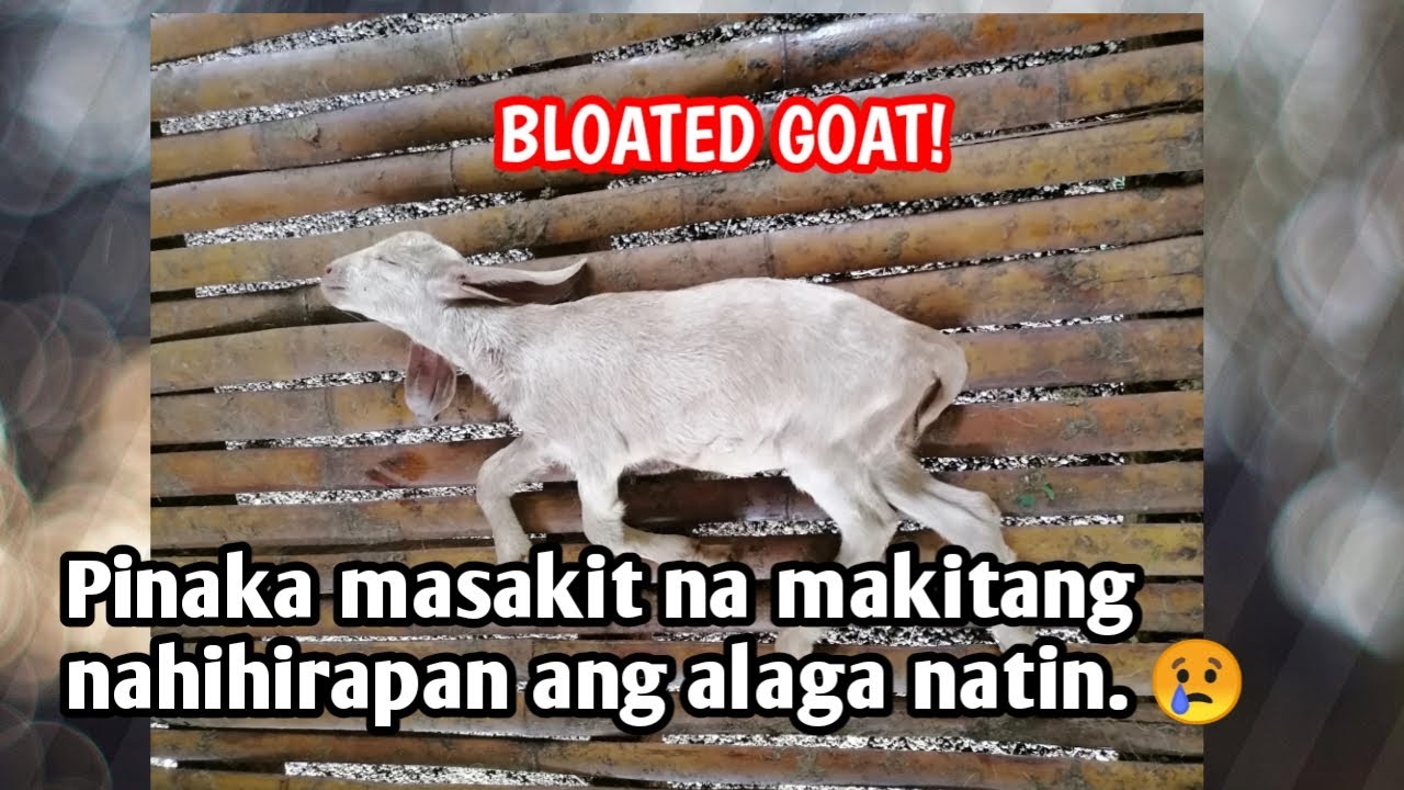Bloated goat, pano at anong dapat gawin. YouTube
