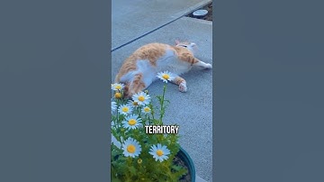 🤔Why Do Cats Roll on the Ground? 🐱💬