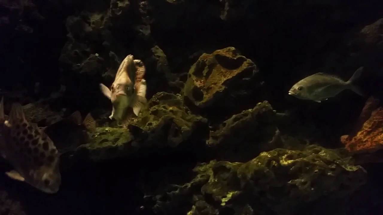 fish aquarium videoes youtube